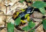 Poison arrow frog in Madagascar.  No larger picture.