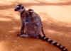Ring-tailed Lemur and Young: Madagascar