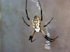 Argiope aurantia