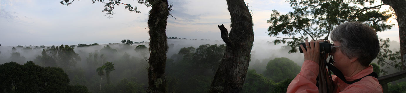 Panaromic Canopy Shot