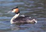 Great Crested Grebe.jpg (50846 bytes)