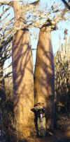 Jim by huge Boabab tree in Madagascar