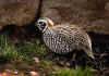 Montezuma Quail: Davis Mountains SP