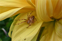 Araneus diadematus on a Dahlia