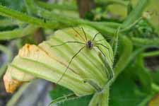 Harvestman on squash blossom