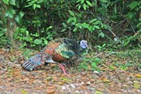 Occelated Turkey