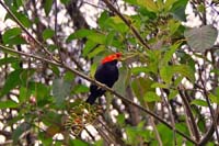 Red-capped Manakin