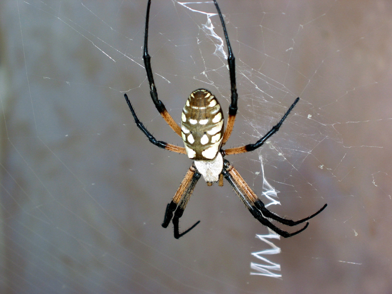 Black and Yellow Argiope