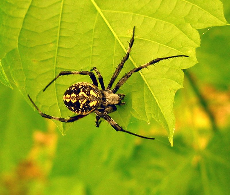 Neoscona oaxacaensis